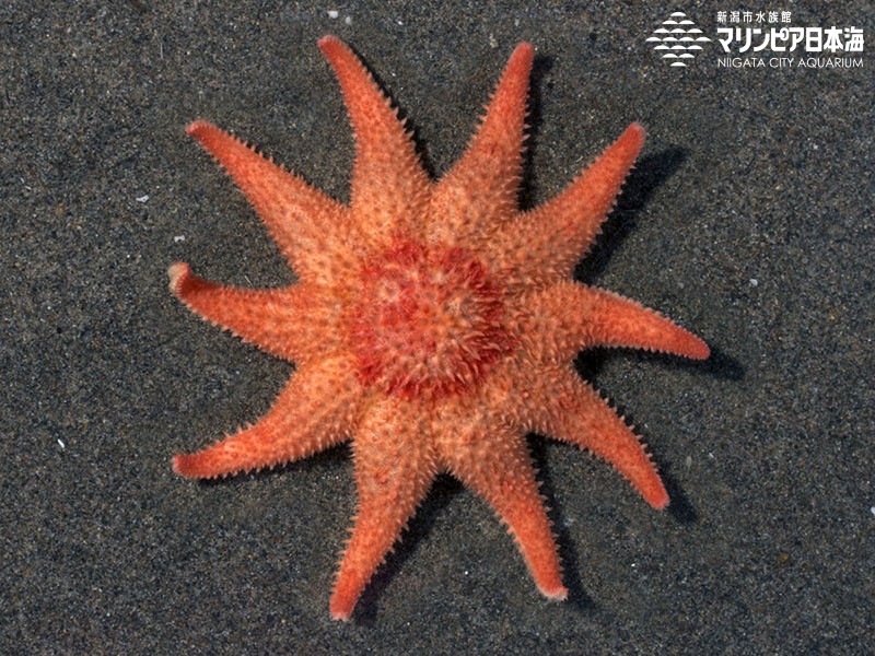 新潟市水族館 マリンピア日本海 生物図鑑 ニホンフサトゲニチリンヒトデ